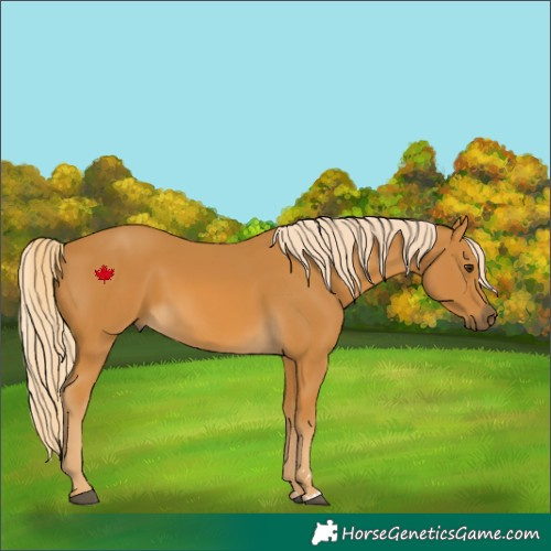 Horse Color:Palomino Rabicano 