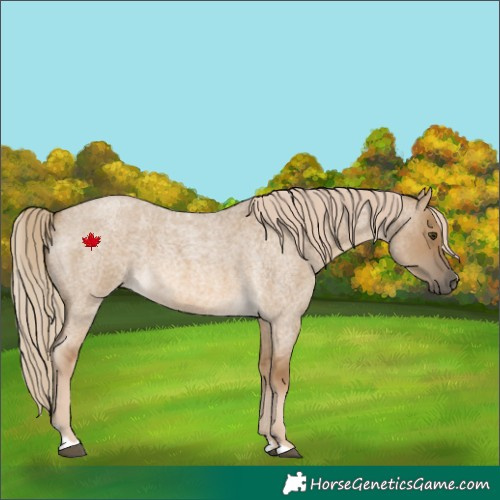 Horse Color:Chocolate Palomino Roan Dun 