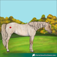 Horse Color:Chocolate Palomino Roan Dun