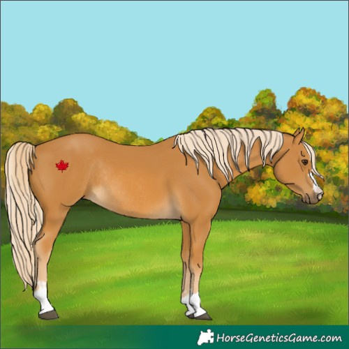 Horse Color:Palomino Rabicano 