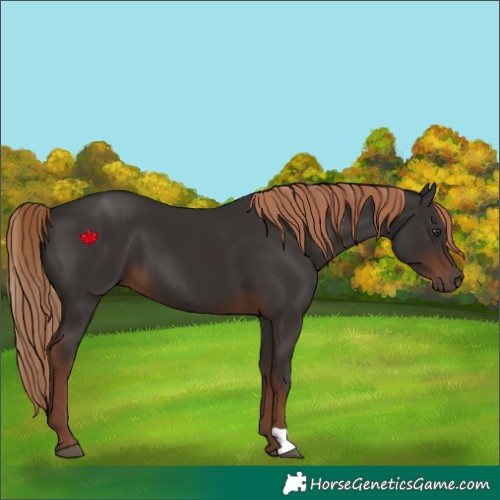 Horse Color:Liver Chestnut 