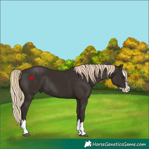 Horse Color:Liver Chestnut Splash Rabicano 
