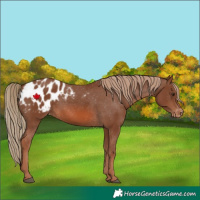 Horse Color:Chestnut Appaloosa 
