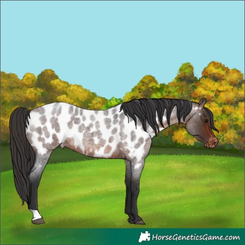 Horse Color:Brown Roan Near Leopard 