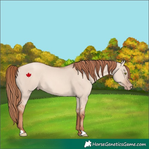 Horse Color:Gold Champagne Dun 