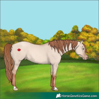 Horse Color:Gold Champagne Dun 
