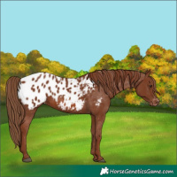 Horse Color:Chestnut Appaloosa 