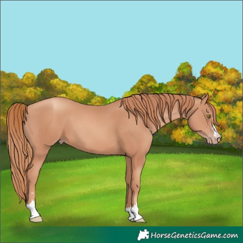 Horse Color:Gold Champagne 