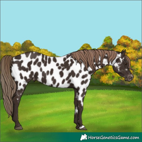 Horse Color:Liver Chestnut Near Leopard 