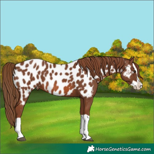 Horse Color:Chestnut Splash Near Leopard 