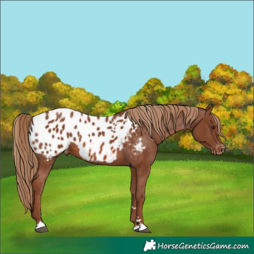 Horse Color:Chestnut Appaloosa 
