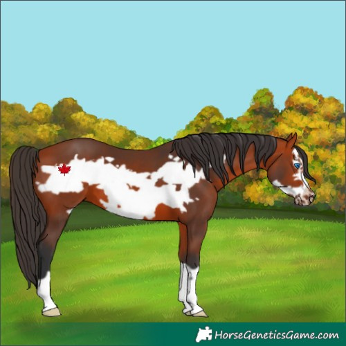 Horse Color:Bay Frame 