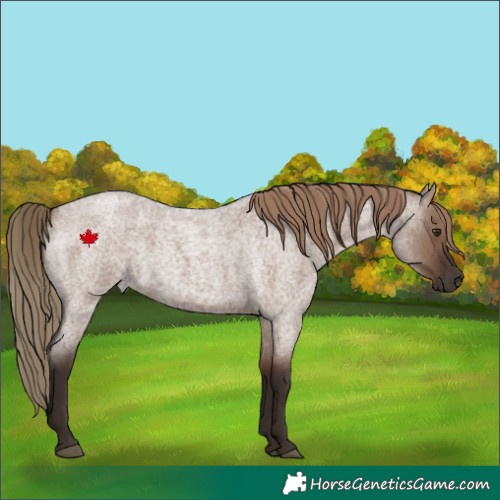 Horse Color:Liver Red Dun Roan 