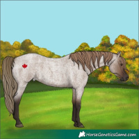 Horse Color:Liver Red Dun Roan 