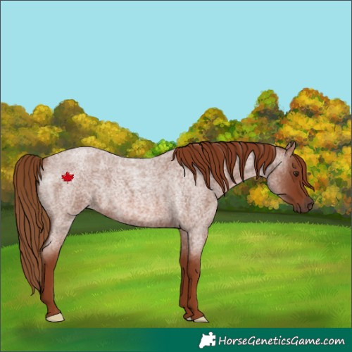 Horse Color:Red Roan 