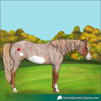 Horse Color:Red Roan Frame 