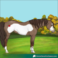 Horse Color:Liver Red Dun Frame 