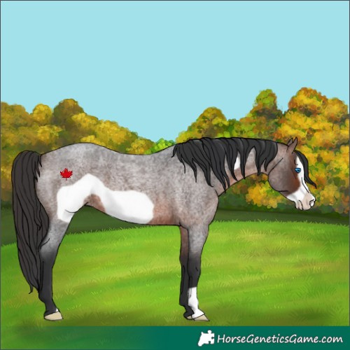 Horse Color:Brown Roan Frame 