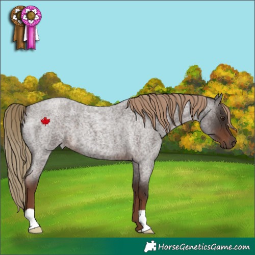 Horse Color:Liver Red Roan 