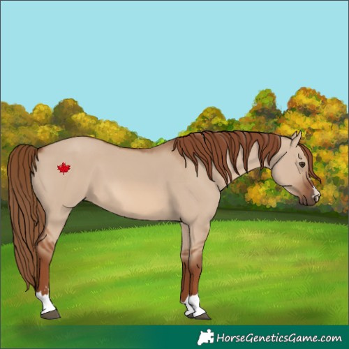 Horse Color:Red Dun 