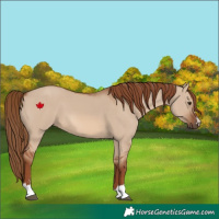 Horse Color:Red Dun 
