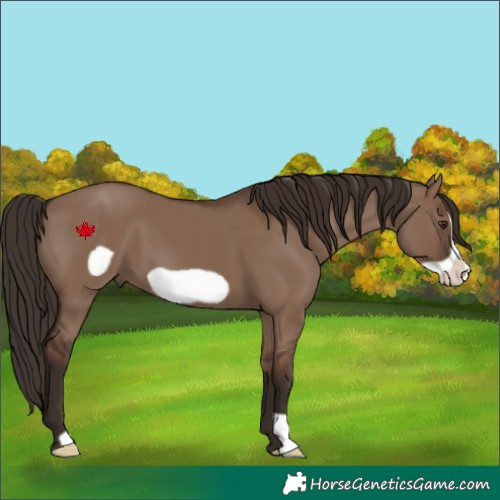 Horse Color:Liver Red Dun Frame 