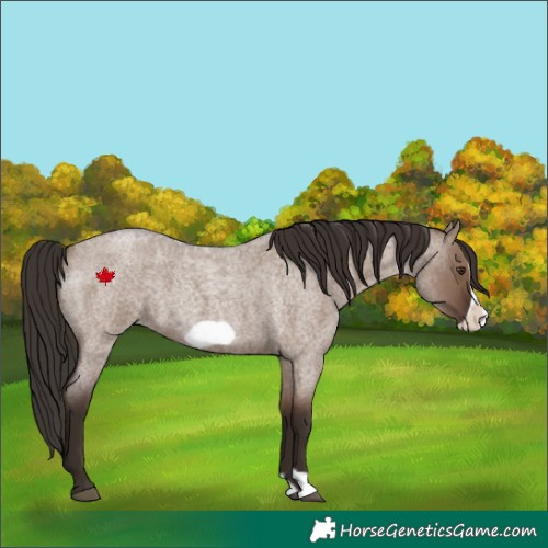 Horse Color:Liver Red Dun Roan Frame 