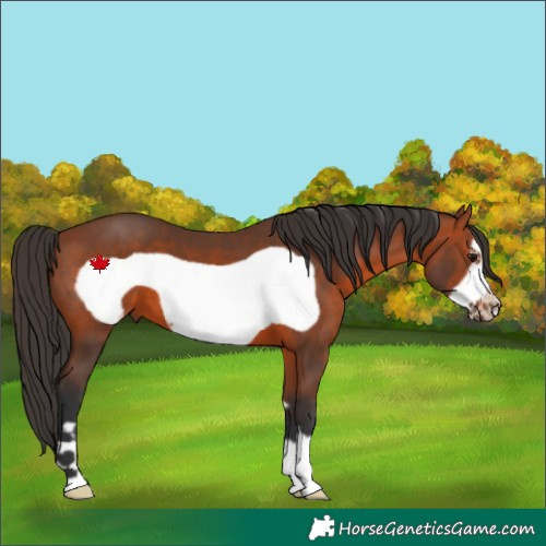 Horse Color:Bay Frame 