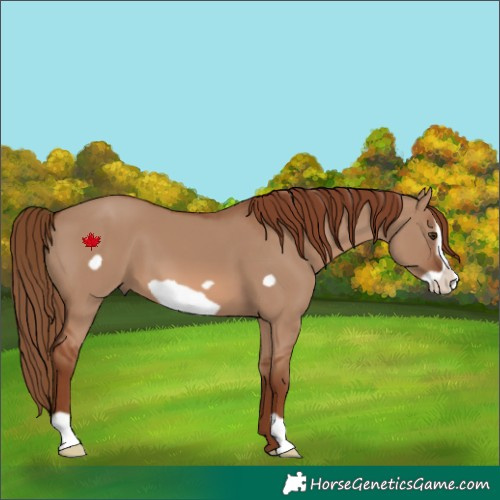 Horse Color:Red Dun Frame 