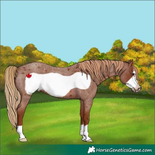 Horse Color:Red Roan Frame 