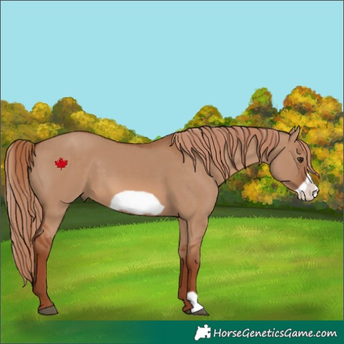 Horse Color:Red Dun Frame 