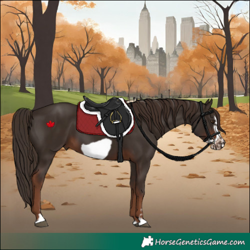 Horse Color:Liver Chestnut Frame 