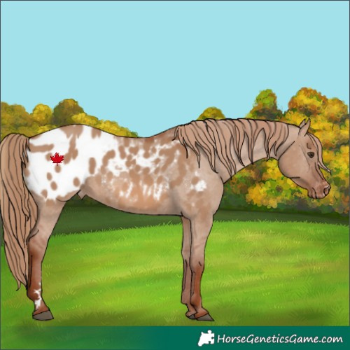 Horse Color:Red Dun Appaloosa 