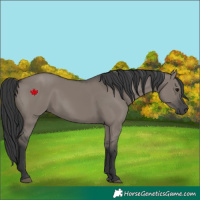 Horse Color:Grullo 