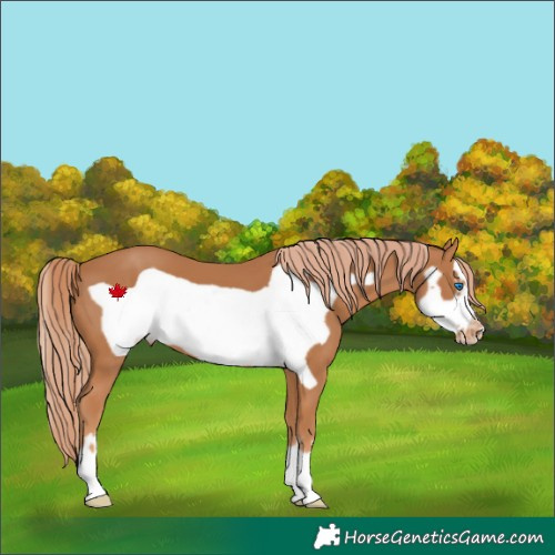 Horse Color:Chestnut Frame Appaloosa 