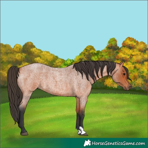 Horse Color:Bay Roan 