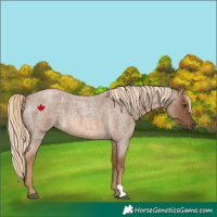 Horse Color:Chocolate Palomino Roan