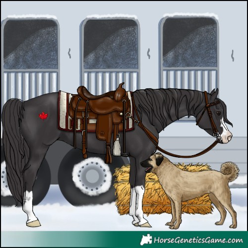 Horse Color:Smoky Black 