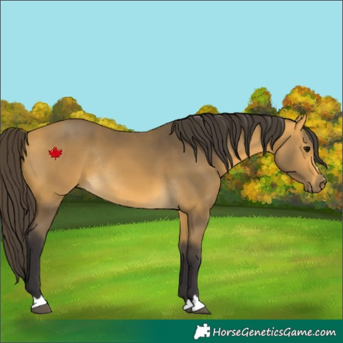 Horse Color:Buckskin Rabicano 