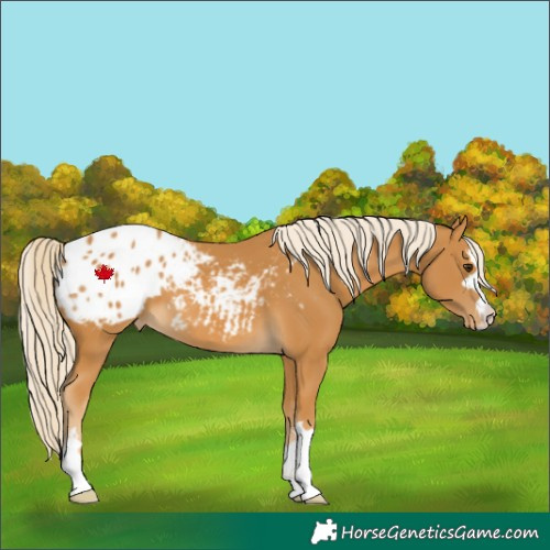 Horse Color:Palomino Blanket 