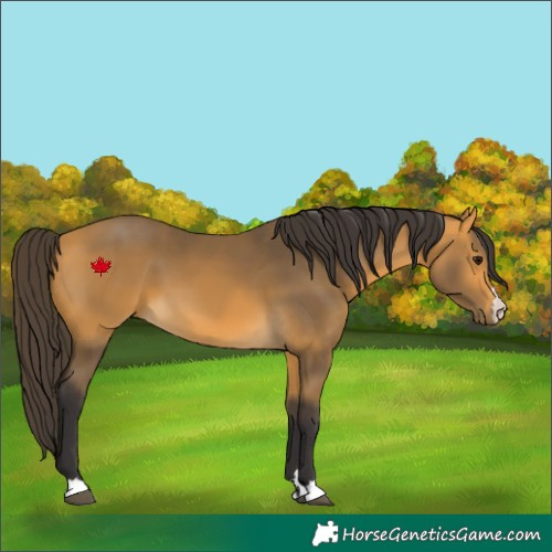 Horse Color:Buckskin 