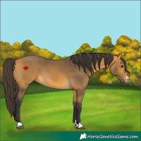 Horse Color:Buckskin 