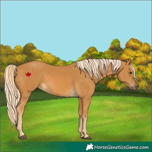 Horse Color:Palomino 