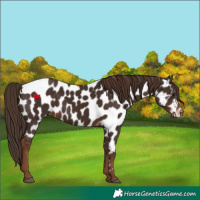 Horse Color:Liver Chestnut Near Leopard 