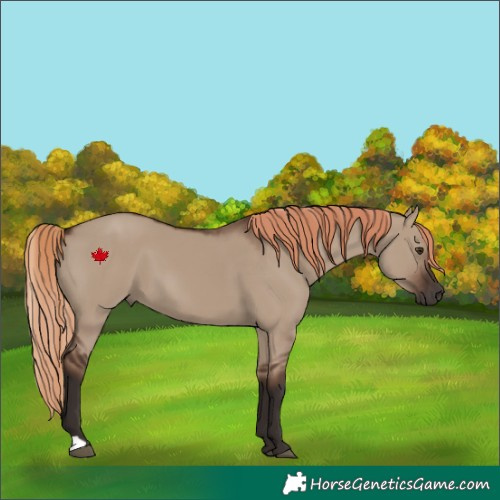 Horse Color:Liver Red Dun 