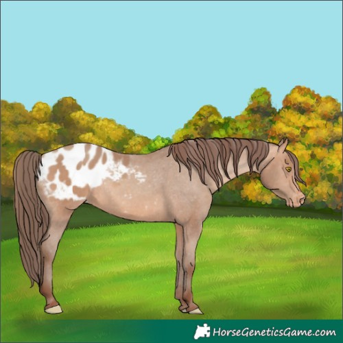 Horse Color:Amber Champagne Appaloosa 