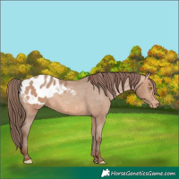Horse Color:Amber Champagne Appaloosa 