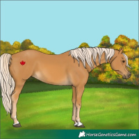 Horse Color:Palomino