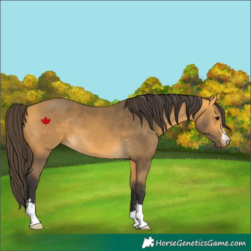 Horse Color:Buckskin 