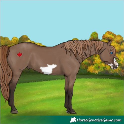 Horse Color:Liver Red Dun Frame 